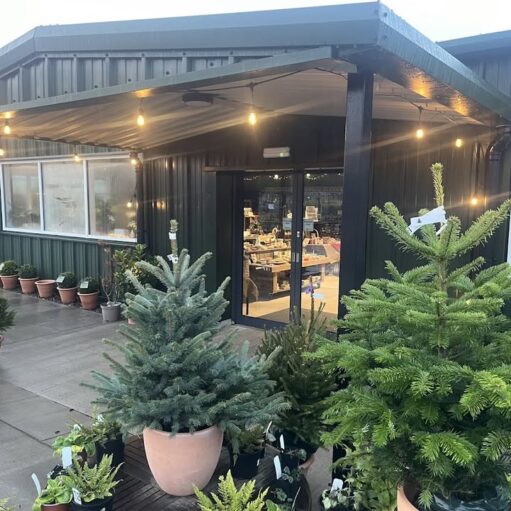 The entrance to a garden center or shop with dark green siding and a string of outdoor lights, featuring several small potted evergreen trees displayed outside on the pavement.