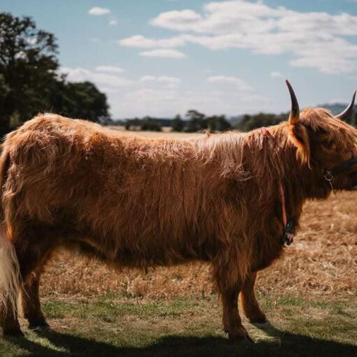 A shaggy, reddish-brown Highland coo (cow) with small horns and a long white tail stands in a dry, grassy field next to a harvested golden field under a partly cloudy sky.