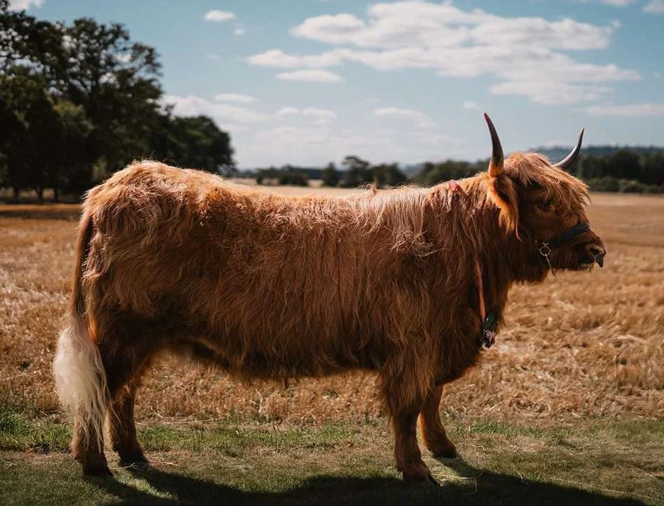 A shaggy, reddish-brown Highland coo (cow) with small horns and a long white tail stands in a dry, grassy field next to a harvested golden field under a partly cloudy sky.