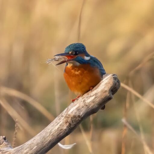 A small kingfisher with blue and orange plumage is perched on a branch, holding a white, feathery insect or small fish in its beak against a blurry background of dry, golden grass.