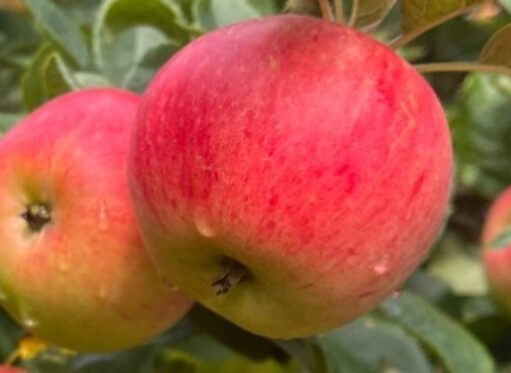 A close-up of two bright red apples hanging on a tree branch, surrounded by green leaves. The apples have small water droplets on their skin, suggesting a fresh or dewy environment.