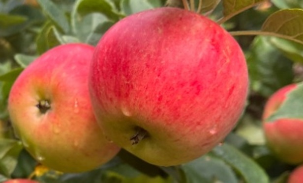 A close-up of two bright red apples hanging on a tree branch, surrounded by green leaves. The apples have small water droplets on their skin, suggesting a fresh or dewy environment.
