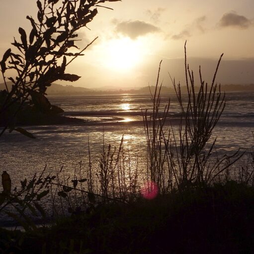 A silhouette of tall grass and plants in the foreground overlooks a wide body of water at sunset. The sun is low in the sky, reflecting a bright, golden path across the ripples of the water.