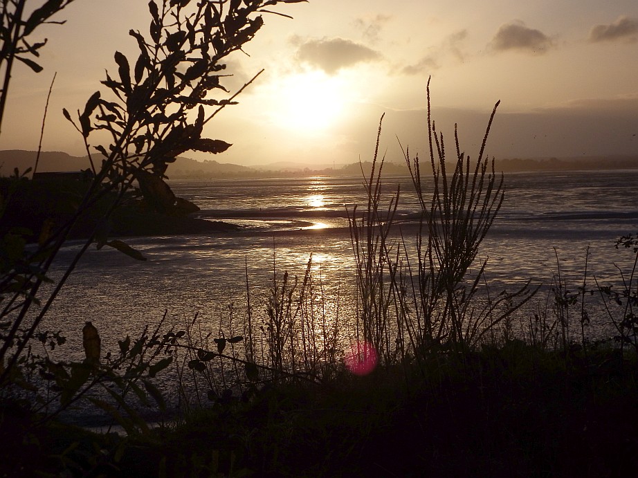 A silhouette of tall grass and plants in the foreground overlooks a wide body of water at sunset. The sun is low in the sky, reflecting a bright, golden path across the ripples of the water.