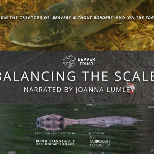 A promotional graphic for a film titled "BALANCING THE SCALES," presented by the Beaver Trust. The image is divided into three horizontal sections: the top shows a large fish swimming over a rocky riverbed, the middle contains the film title and "Narrated by Joanna Lumley" in white text on a dark background, and the bottom shows a beaver swimming across a dark body of water. Small text at the top mentions it is from the creators of "Beavers Without Borders" and "On the Edge," while the bottom credits producer and director Nina Constable and funding from The European Nature Trust.
