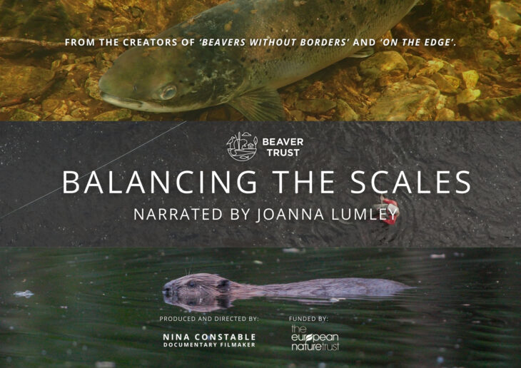 A promotional graphic for a film titled "BALANCING THE SCALES," presented by the Beaver Trust. The image is divided into three horizontal sections: the top shows a large fish swimming over a rocky riverbed, the middle contains the film title and "Narrated by Joanna Lumley" in white text on a dark background, and the bottom shows a beaver swimming across a dark body of water. Small text at the top mentions it is from the creators of "Beavers Without Borders" and "On the Edge," while the bottom credits producer and director Nina Constable and funding from The European Nature Trust.