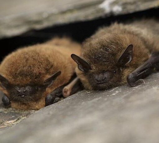 Two small, furry brown bats snuggled together in a dark crevice between stone surfaces.