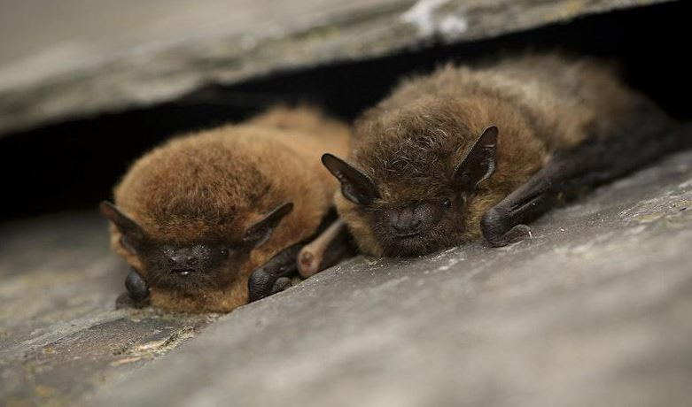 Two small, furry brown bats snuggled together in a dark crevice between stone surfaces.