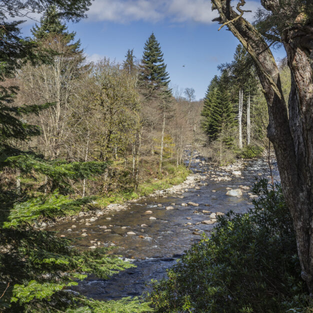 A scenic view of a rocky river winding through a lush forest. Large deciduous and evergreen trees, including a prominent birch in the foreground, frame the flowing water. The riverbed is shallow and filled with stones, while a bright blue sky with scattered clouds is visible through the dense woodland canopy.