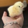 A small, fluffy yellow chick rests in the palm of a person's hand. The person is wearing silver charm bracelets, and the background is softly blurred, keeping the focus on the tiny bird.