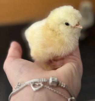 A small, fluffy yellow chick rests in the palm of a person's hand. The person is wearing silver charm bracelets, and the background is softly blurred, keeping the focus on the tiny bird.