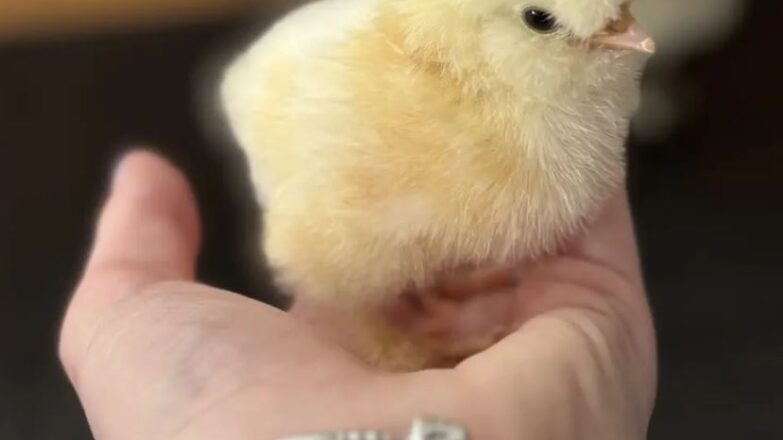 A small, fluffy yellow chick rests in the palm of a person's hand. The person is wearing silver charm bracelets, and the background is softly blurred, keeping the focus on the tiny bird.