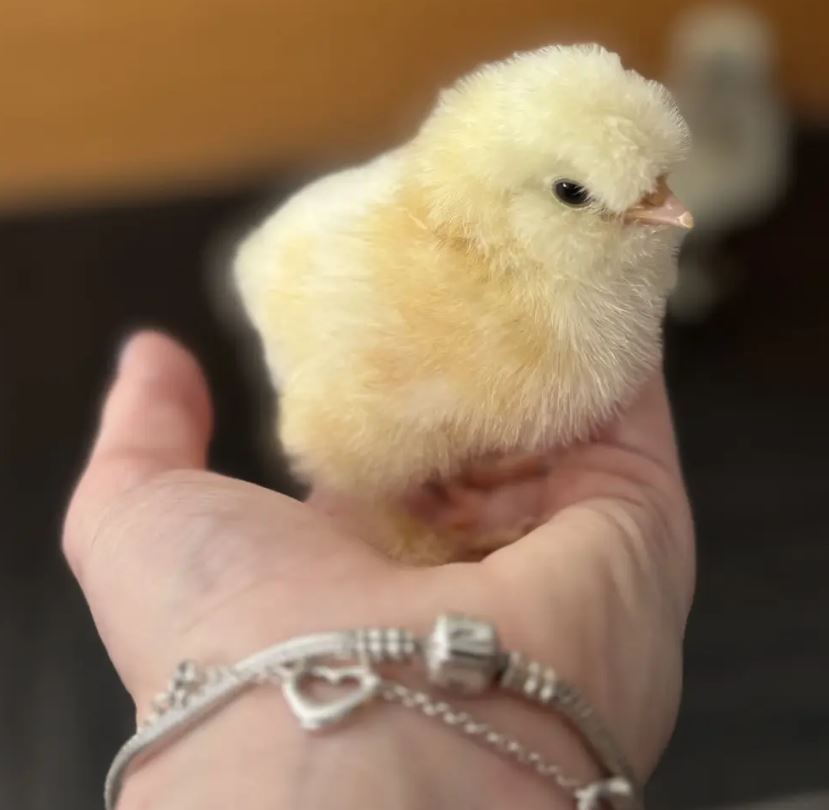 A small, fluffy yellow chick rests in the palm of a person's hand. The person is wearing silver charm bracelets, and the background is softly blurred, keeping the focus on the tiny bird.