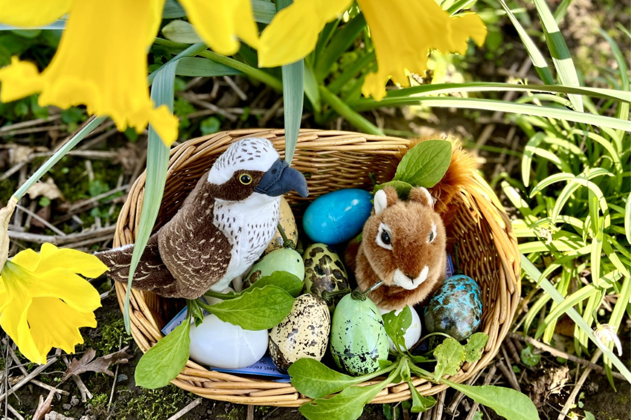 A wicker basket sits nestled among bright yellow daffodils and green leaves on the ground. Inside the basket are several colorful, speckled Easter eggs, along with a small plush hawk and a plush squirrel.