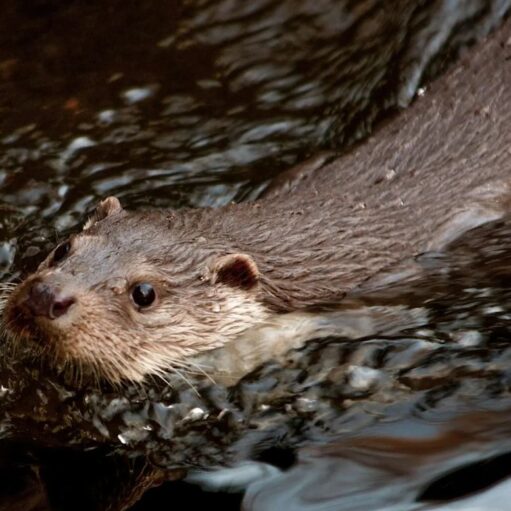 A close-up action shot of an otter swimming through dark, rippling water. The otter's head and sleek, wet brown fur are visible as it glides forward, creating small white splashes and bubbles in its wake.