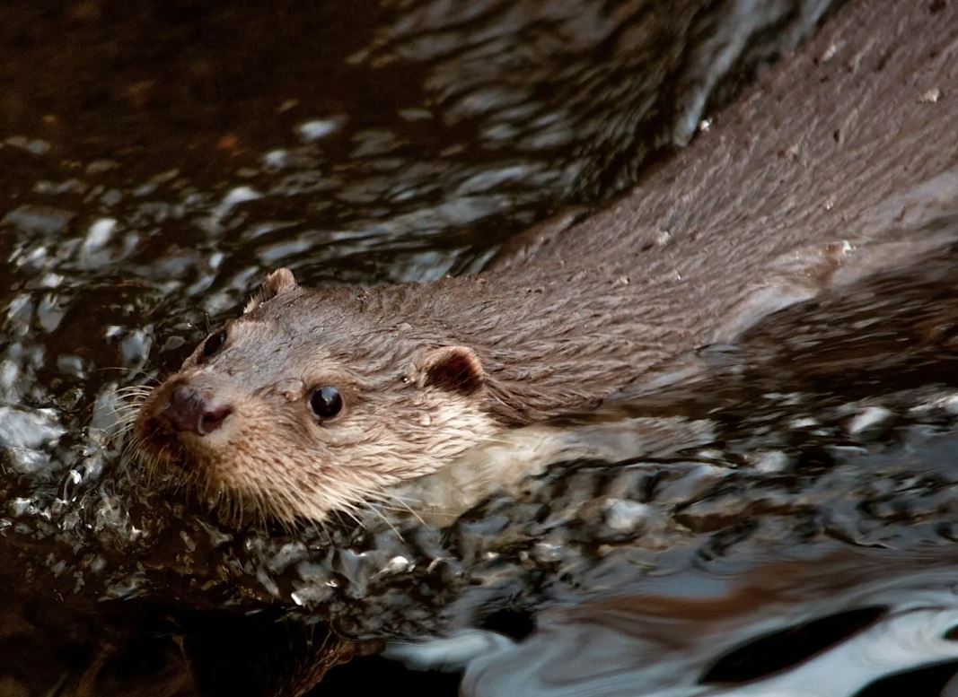 A close-up action shot of an otter swimming through dark, rippling water. The otter's head and sleek, wet brown fur are visible as it glides forward, creating small white splashes and bubbles in its wake.