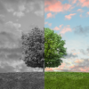 A square image split vertically down the middle, showcasing a contrast between monochrome and vibrant color. The left half is entirely in black and white, featuring a dark, stormy sky filled with heavy clouds above a gray, grassy hill and half of a full leafy tree. The right half shows the other side of the scene in vivid color, featuring bright green grass, the vibrant green canopy of the tree, and a blue sky filled with soft clouds lit with pink and orange sunset hues.