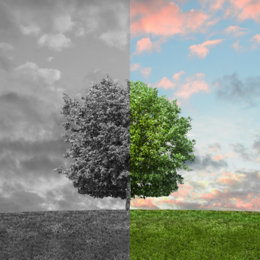 A square image split vertically down the middle, showcasing a contrast between monochrome and vibrant color. The left half is entirely in black and white, featuring a dark, stormy sky filled with heavy clouds above a gray, grassy hill and half of a full leafy tree. The right half shows the other side of the scene in vivid color, featuring bright green grass, the vibrant green canopy of the tree, and a blue sky filled with soft clouds lit with pink and orange sunset hues.