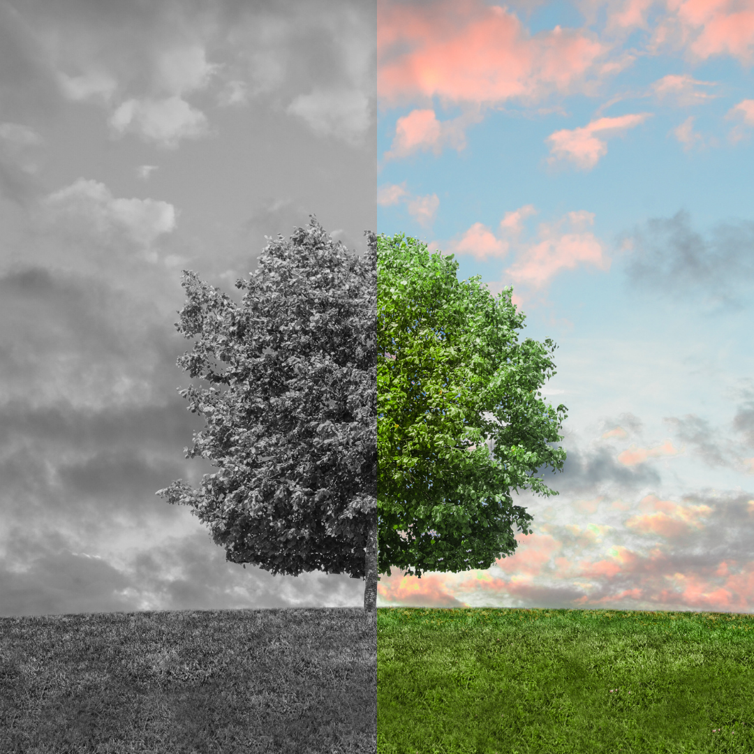 A square image split vertically down the middle, showcasing a contrast between monochrome and vibrant color. The left half is entirely in black and white, featuring a dark, stormy sky filled with heavy clouds above a gray, grassy hill and half of a full leafy tree. The right half shows the other side of the scene in vivid color, featuring bright green grass, the vibrant green canopy of the tree, and a blue sky filled with soft clouds lit with pink and orange sunset hues.