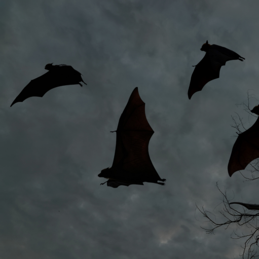 Several large bats flying through a dark, overcast twilight sky. The bats are captured from below, appearing mostly as dark silhouettes with their wings fully extended in flight. A few bare, wintry tree branches peek into the frame from the bottom right corner.