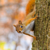 A red squirrel clings to the side of a tree trunk, peeking toward the camera with a blurred autumn-colored background.
