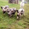 Three spotted piglets walk through grass toward the camera, with a white goat in the background near a small farm shelter.