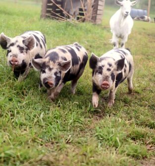 Three spotted piglets walk through grass toward the camera, with a white goat in the background near a small farm shelter.