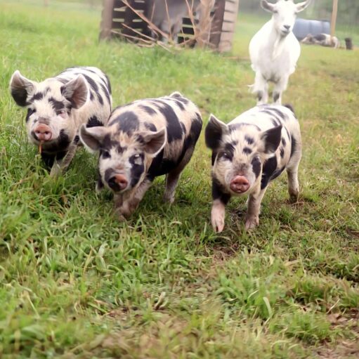 Three spotted piglets walk through grass toward the camera, with a white goat in the background near a small farm shelter.