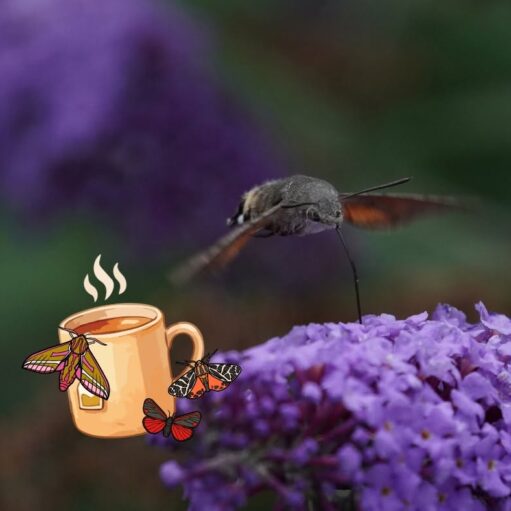Close-up of a hummingbird hawk-moth hovering over purple flowers, with a small illustrated coffee cup and colourful moth graphics overlaid in the corner.