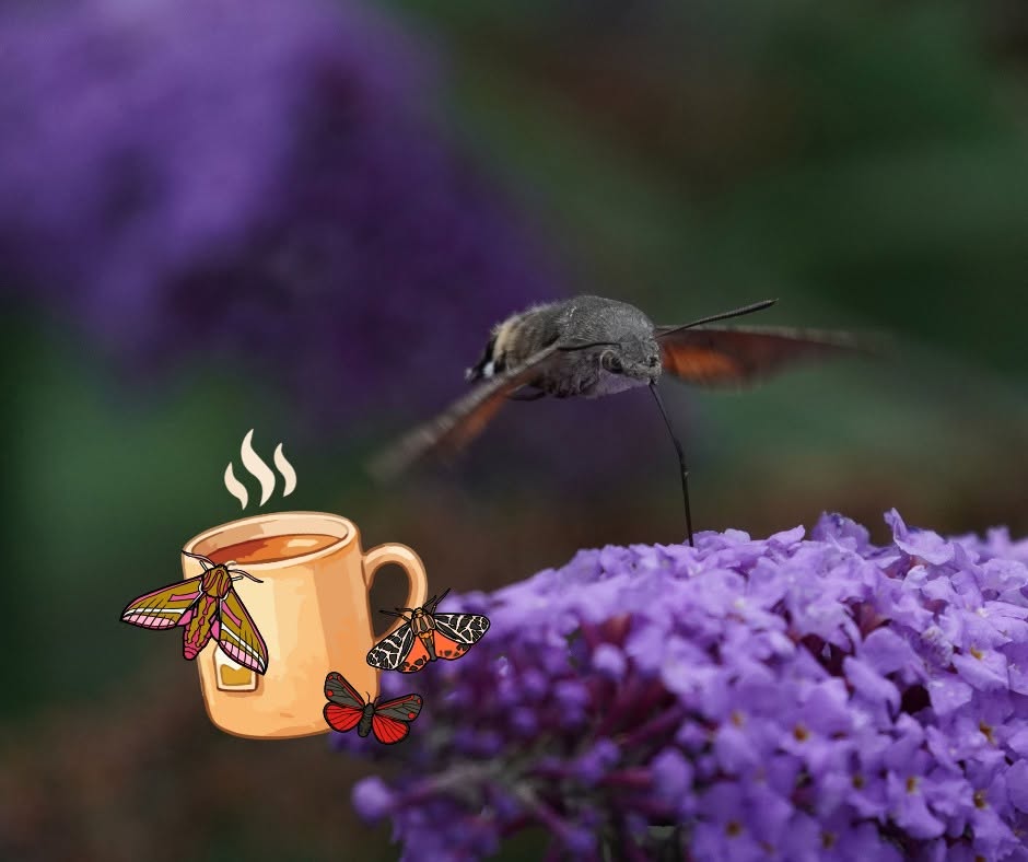 Close-up of a hummingbird hawk-moth hovering over purple flowers, with a small illustrated coffee cup and colourful moth graphics overlaid in the corner.