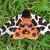 Close-up of a brightly patterned moth with orange and black wings resting on green grass.