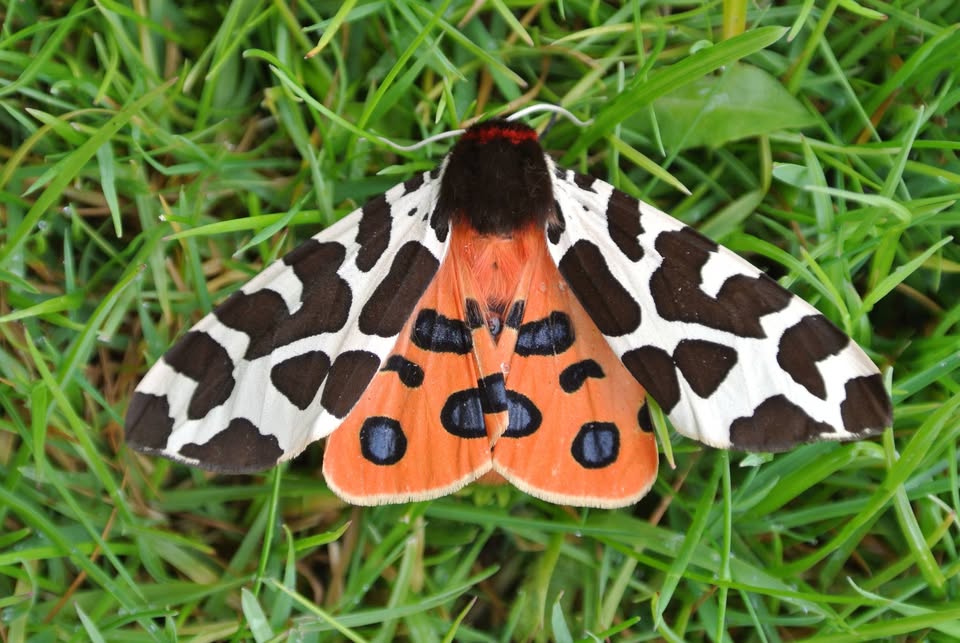 Close-up of a brightly patterned moth with orange and black wings resting on green grass.
