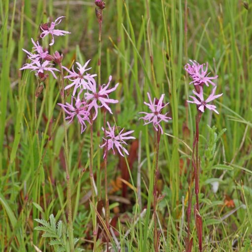 Cluster of delicate pink wildflowers with fringed petals growing among tall green grass in a natural meadow setting.