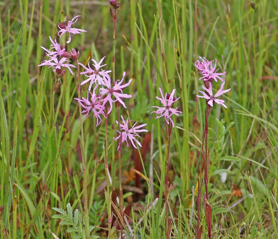 Cluster of delicate pink wildflowers with fringed petals growing among tall green grass in a natural meadow setting.
