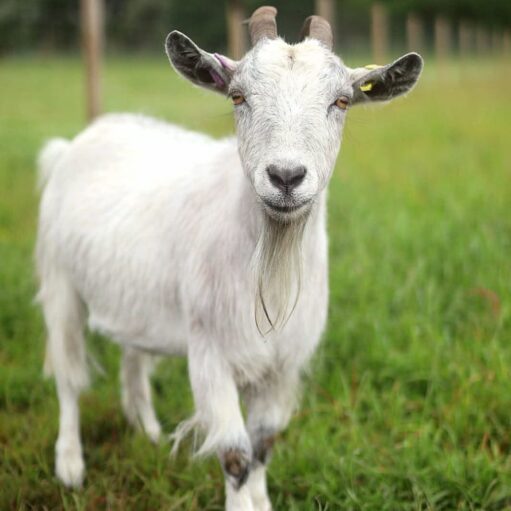 White goat with small curved horns and a long beard standing in a grassy field, facing the camera with a blurred rural background.