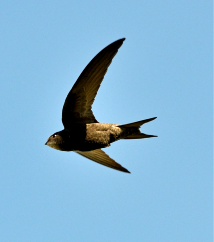 Swift in flight against a clear blue sky, with long swept-back wings and a forked tail silhouetted in profile.
