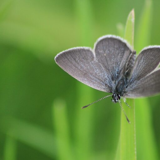 Close-up photograph of a small blue butterfly perched on a blade of grass, showing delicate grey-blue wings and striped antennae against a soft-focus green meadow background.