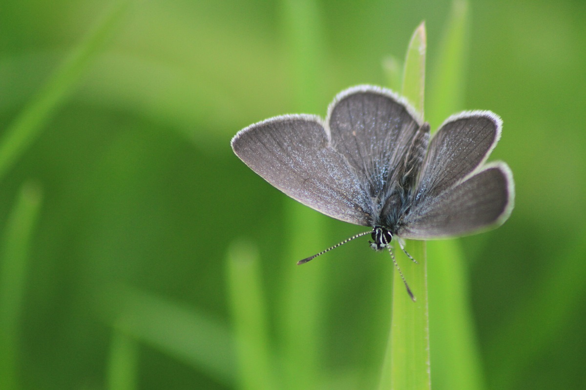 Close-up photograph of a small blue butterfly perched on a blade of grass, showing delicate grey-blue wings and striped antennae against a soft-focus green meadow background.