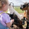 Young child standing beside a wire fence at a farm, reaching toward several goats gathered on the other side, including a brown-and-white goat with curved horns in the foreground and other goats in a grassy enclosure behind.
