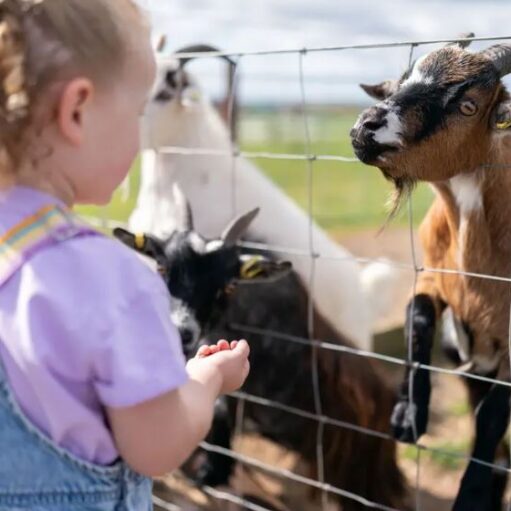Young child standing beside a wire fence at a farm, reaching toward several goats gathered on the other side, including a brown-and-white goat with curved horns in the foreground and other goats in a grassy enclosure behind.