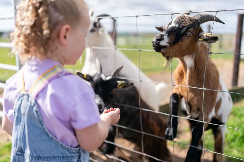 Young child standing beside a wire fence at a farm, reaching toward several goats gathered on the other side, including a brown-and-white goat with curved horns in the foreground and other goats in a grassy enclosure behind.