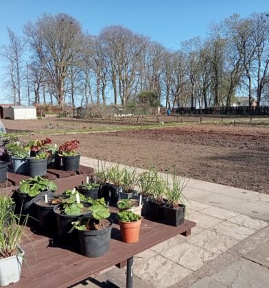 Community garden with potted plants arranged on tables beside a polytunnel, overlooking cultivated growing beds and mature trees under a clear blue sky.