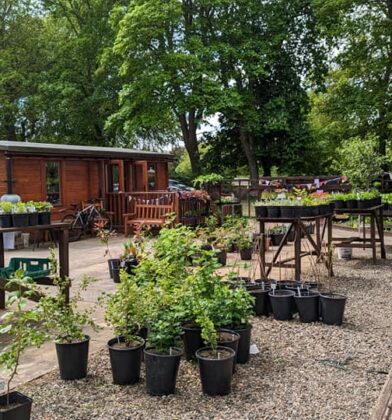 Plant nursery and community garden featuring rows of potted plants, gravel paths and a wooden garden building surrounded by trees.