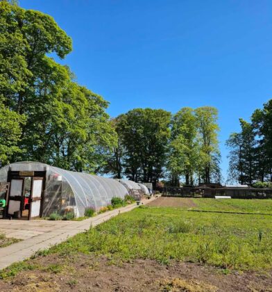 Wide view of a community growing space with polytunnels, vegetable plots and mature trees, set beneath a bright blue sky on a sunny day.
