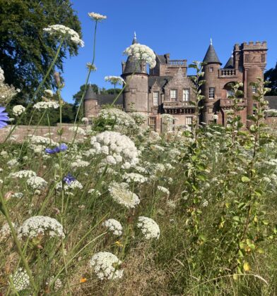 Historic castle surrounded by a wildflower meadow, with white flowering plants and purple blooms in the foreground beneath a clear blue sky.