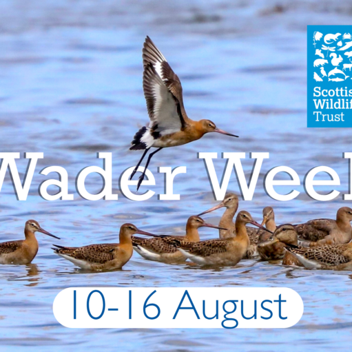 Promotional poster for Wader Week, organised by the Scottish Wildlife Trust. The image features a group of wading birds floating and feeding in shallow blue water, while another bird is captured in flight above them with wings fully outstretched. Large white text across the centre reads “Wader Week”, and a rounded white banner at the bottom displays the dates “10–16 August” in blue lettering.
