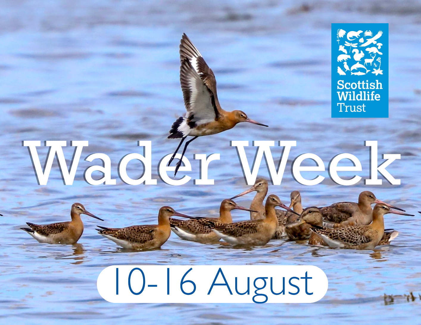 Promotional poster for Wader Week, organised by the Scottish Wildlife Trust. The image features a group of wading birds floating and feeding in shallow blue water, while another bird is captured in flight above them with wings fully outstretched. Large white text across the centre reads “Wader Week”, and a rounded white banner at the bottom displays the dates “10–16 August” in blue lettering.