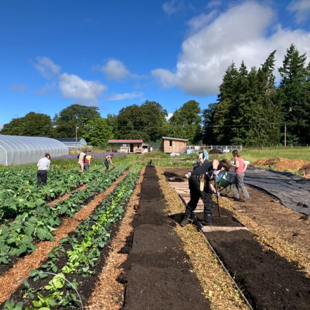 Community volunteers work together in a market garden, planting and tending crops in long cultivated beds beside a large polytunnel. Several people are spread across the growing area, using tools and wheelbarrows while working on rows of vegetables separated by woodchip paths and freshly prepared soil. The site includes small wooden buildings, composting areas and productive growing plots surrounded by open fields and mature trees. Bright sunshine, a blue sky and healthy green crops highlight the scale of the project and the collaborative effort involved in sustainable food production and community growing.