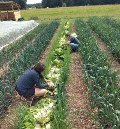 Community growers work among rows of vegetables in a market garden, harvesting and clearing crops between beds of leeks and leafy greens. Two people kneel in a long growing row surrounded by neatly cultivated plants, woodchip paths and protective crop covers, with a small wooden shelter nearby. Open fields, grazing livestock and trees form the rural backdrop, highlighting sustainable food production, seasonal harvesting and hands-on community gardening in the countryside.