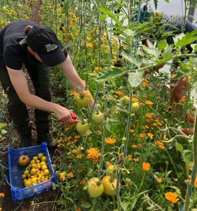 Community growers harvest tomatoes inside a polytunnel, carefully picking ripe fruit from tall tomato plants supported by strings. A crate filled with freshly picked yellow and red tomatoes sits on the ground beside bright orange companion flowers growing among the crop rows. Dense green foliage, hanging tomato clusters and colourful blooms fill the scene, highlighting sustainable food production, seasonal harvesting and the abundance of a thriving market garden.